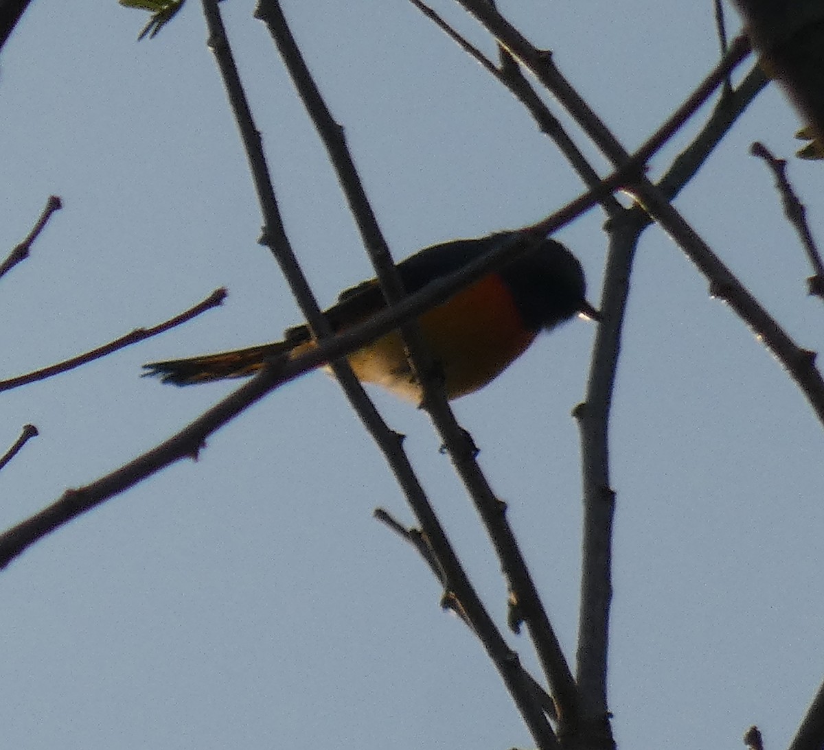 Small Minivet - River Ahlquist