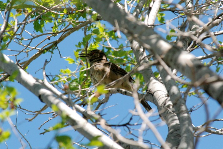 Curve-billed Thrasher - ML59944161