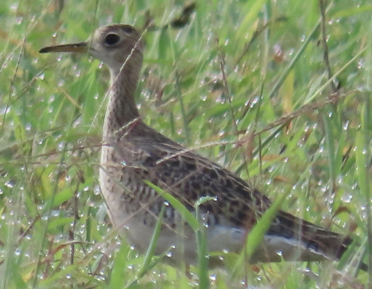 Upland Sandpiper - ML599441681