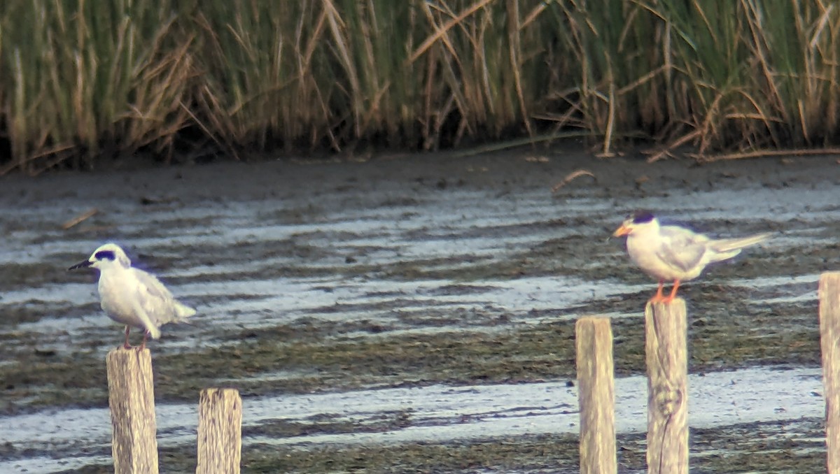 Forster's Tern - ML599441841