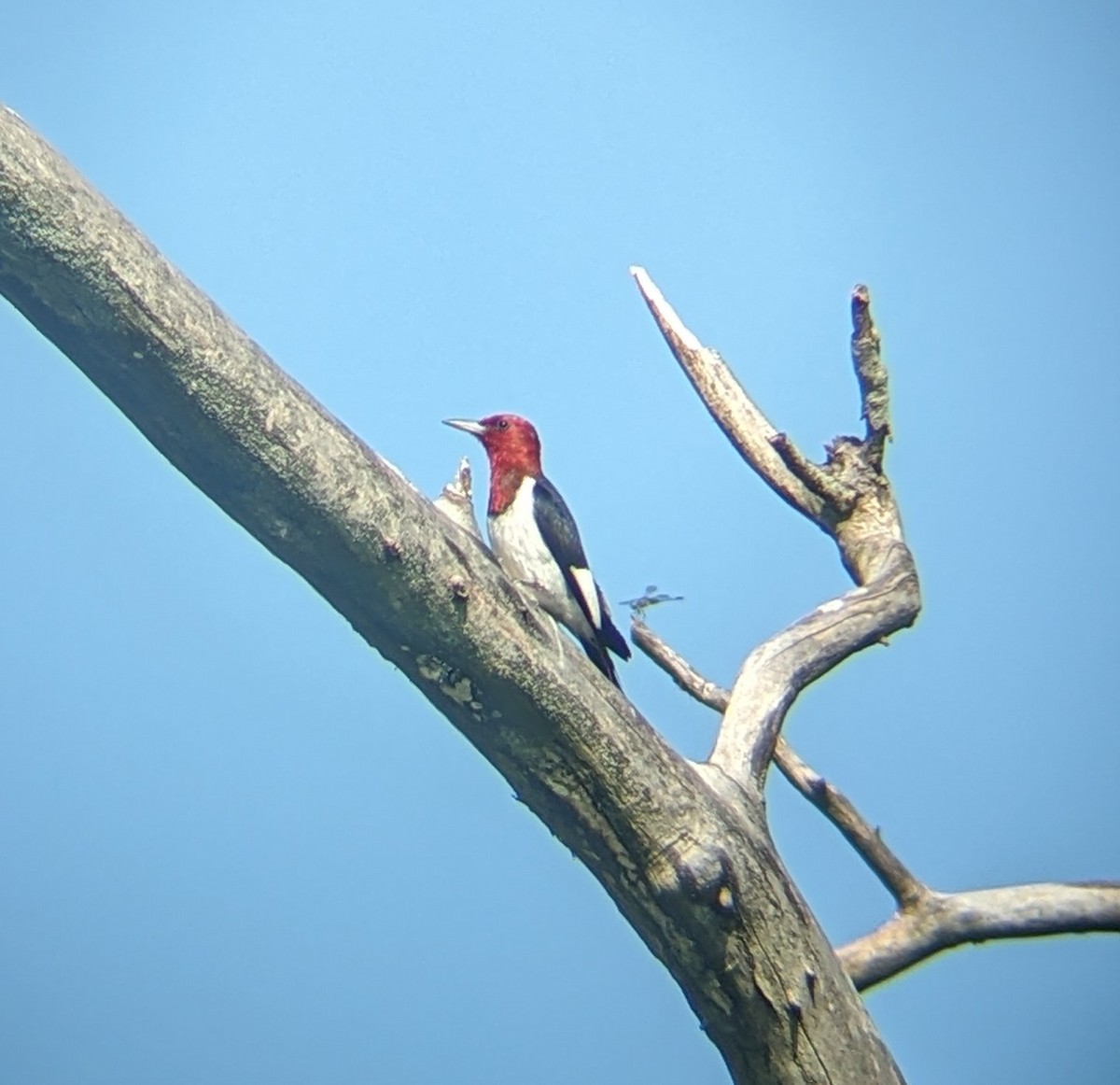 Red-headed Woodpecker - Matt Cohen