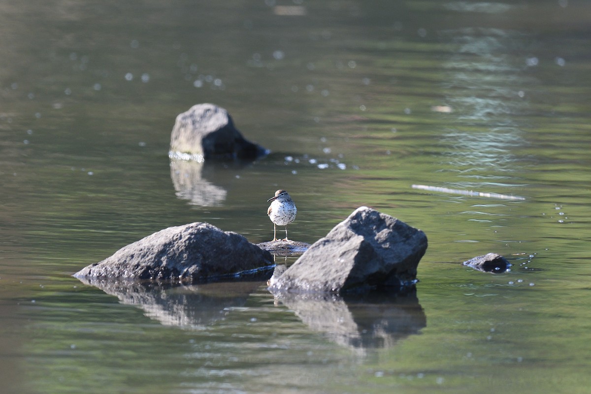 Spotted Sandpiper - ML599441951