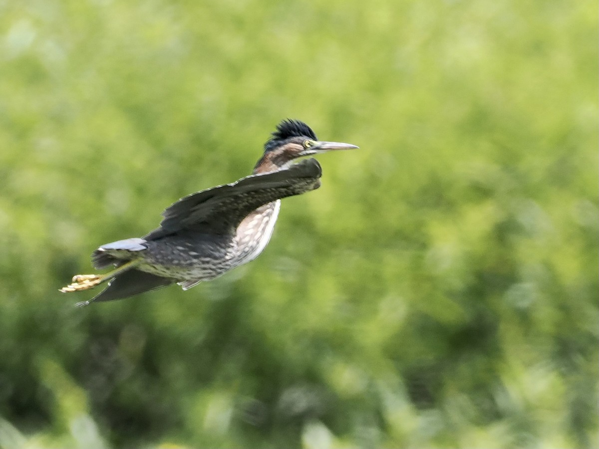 Green Heron - ML599442001