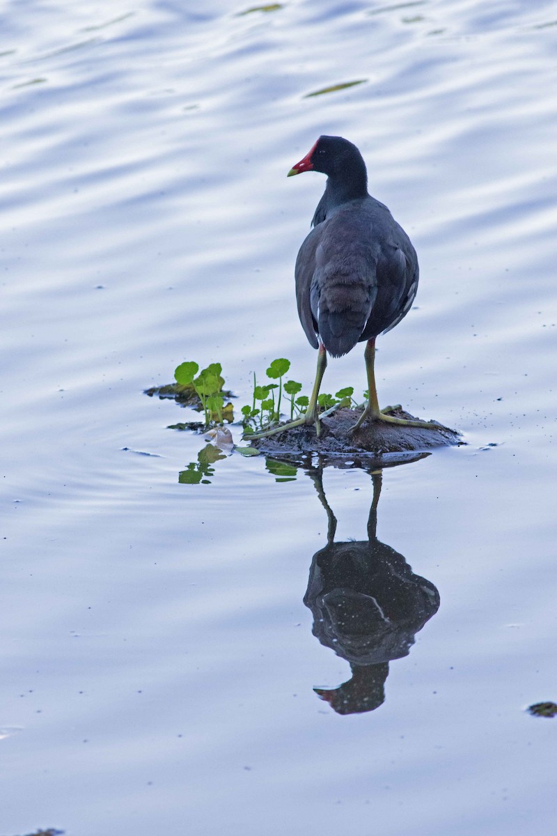 Common Gallinule - ML599442731