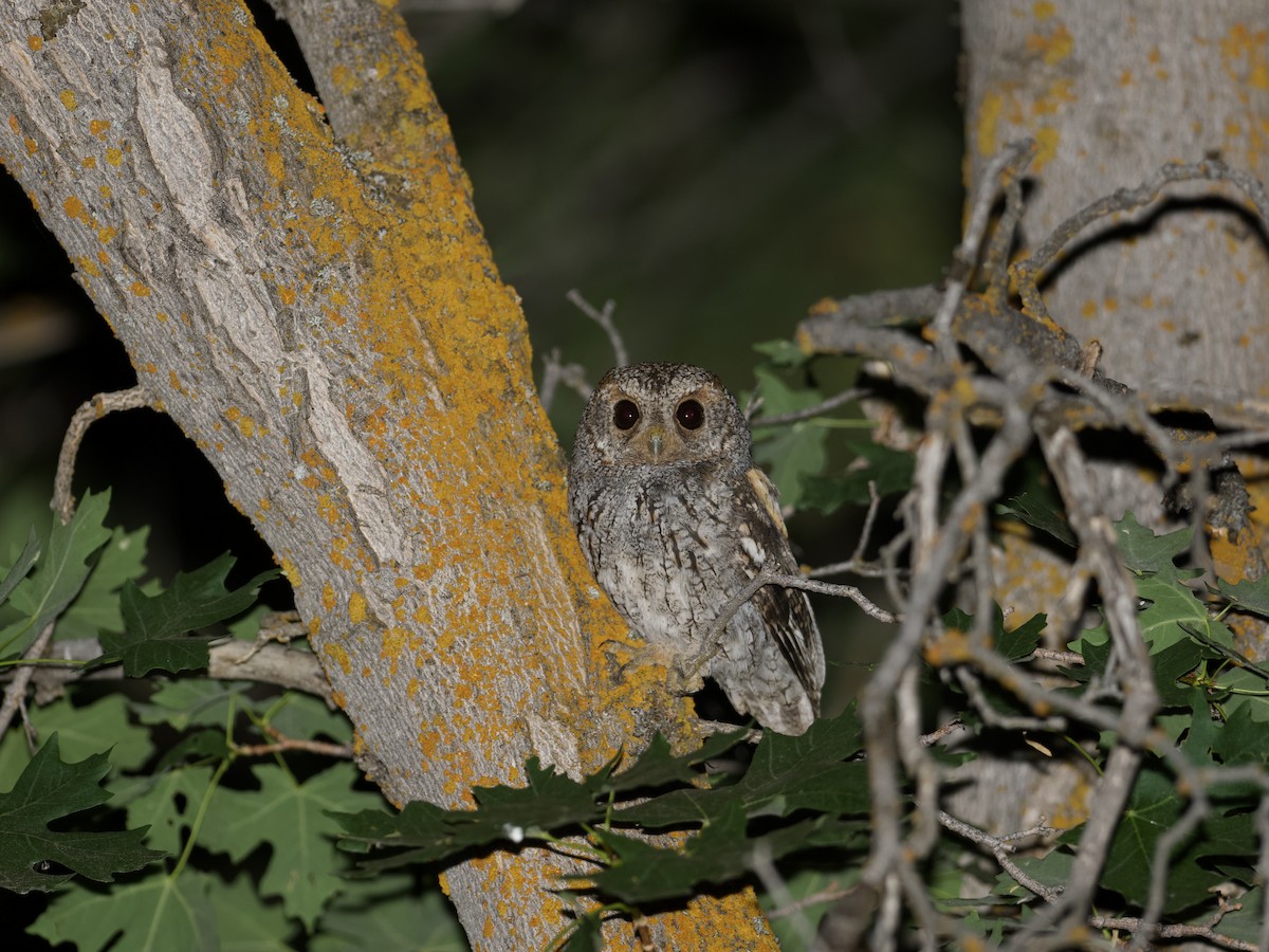 Flammulated Owl - ML599442861