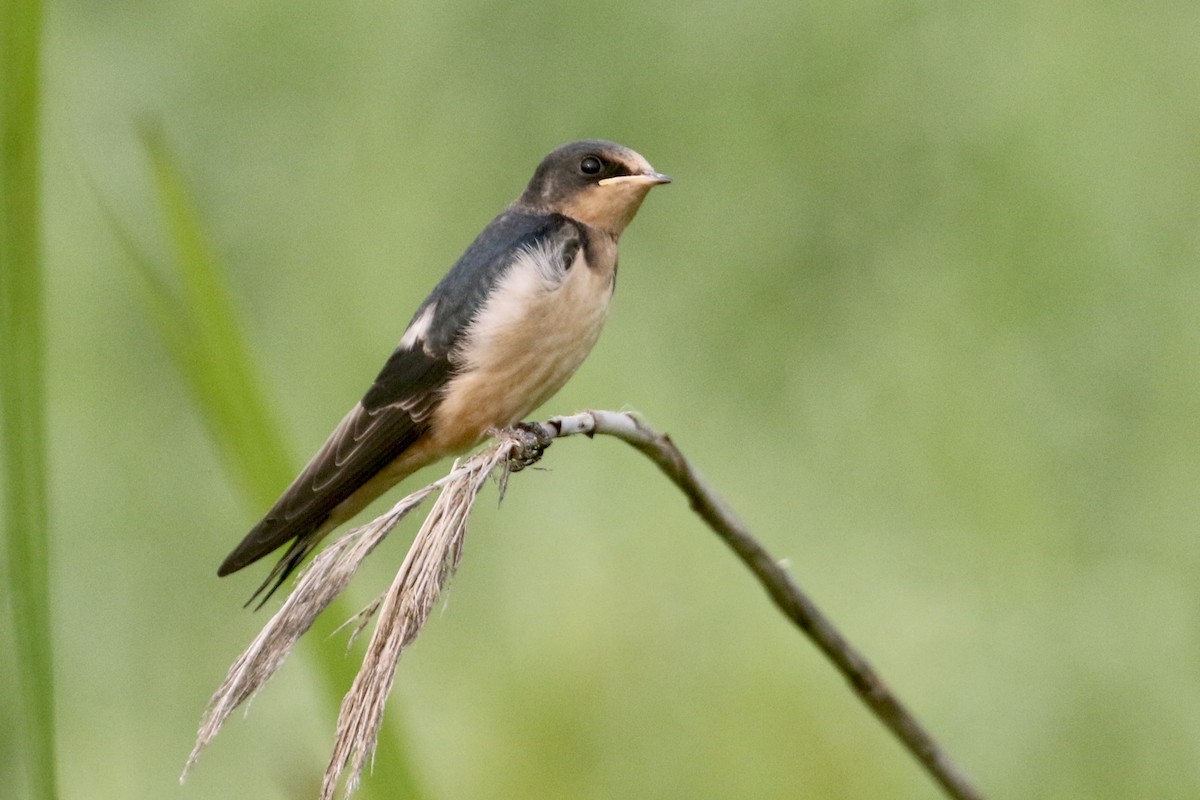 Barn Swallow - Jim Smallwood