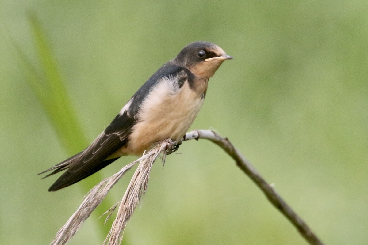 Barn Swallow - Jim Smallwood