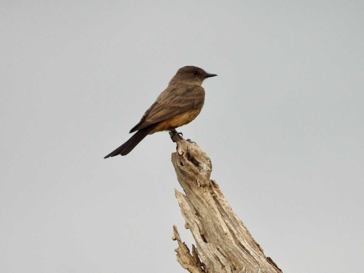 Say's Phoebe - ML599444151