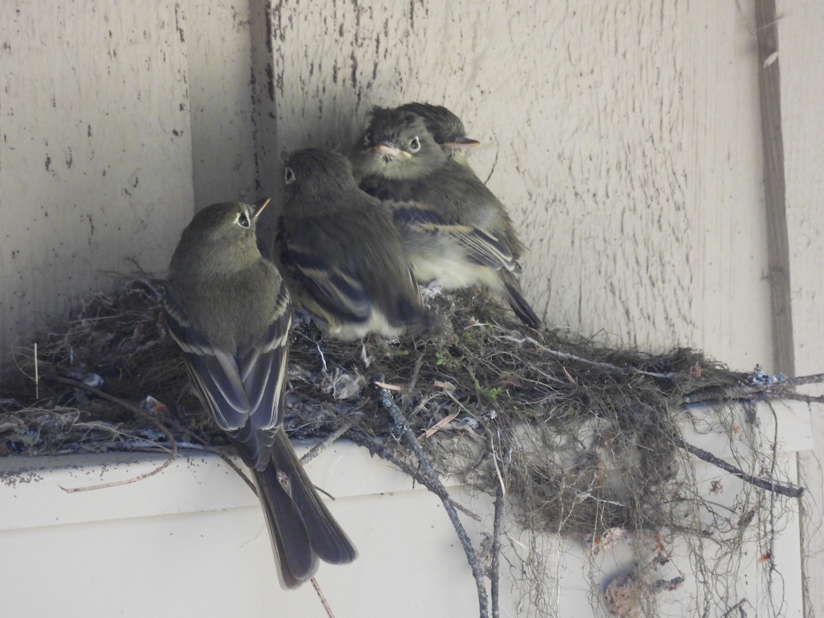 Western Flycatcher (Cordilleran) - ML599444341