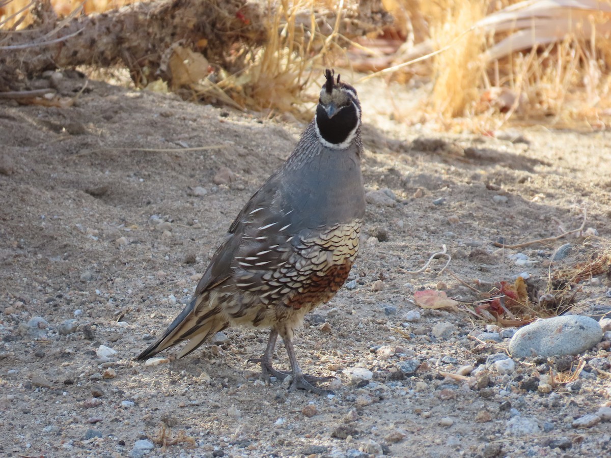 California Quail - ML599444901