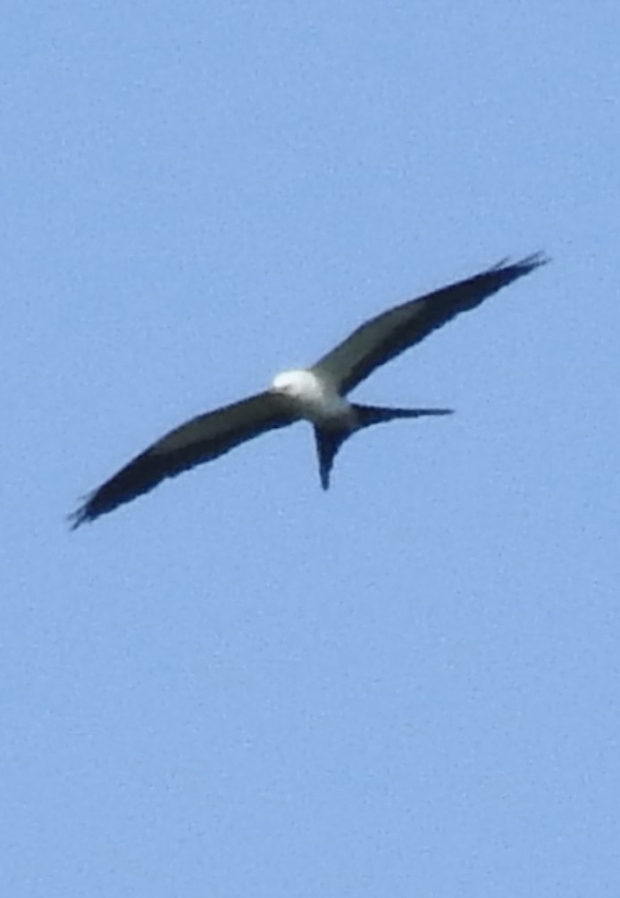 Swallow-tailed Kite - ML599445701