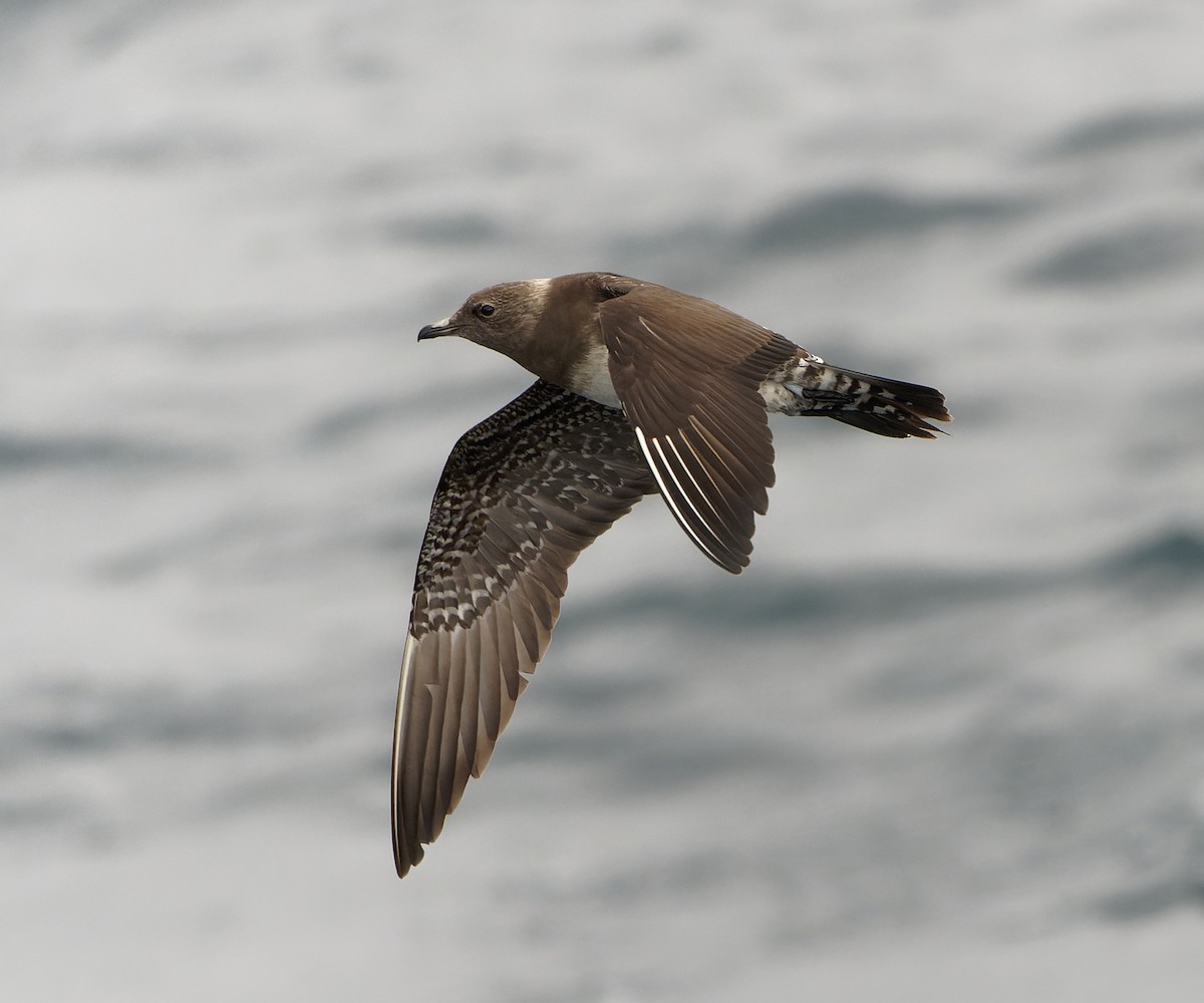 Long-tailed Jaeger - Ashley Fisher