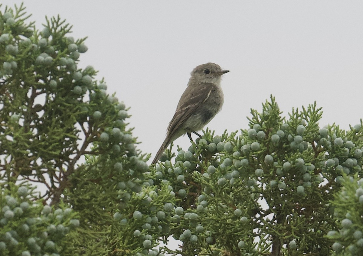 Gray Flycatcher - ML599445991