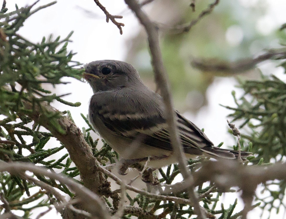 Gray Flycatcher - ML599446001