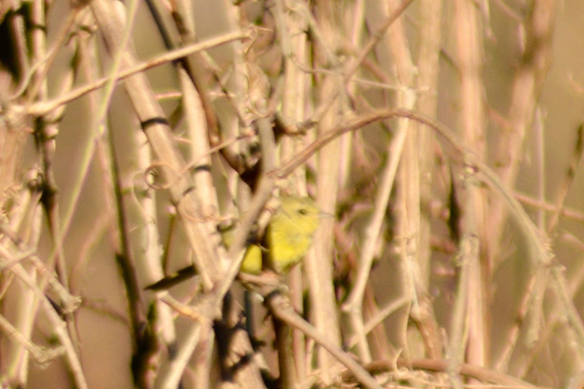 Orange-crowned Warbler - Philip Fiorio