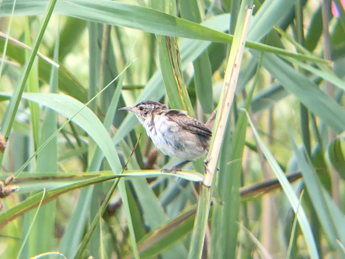 Marsh Wren - ML599447661