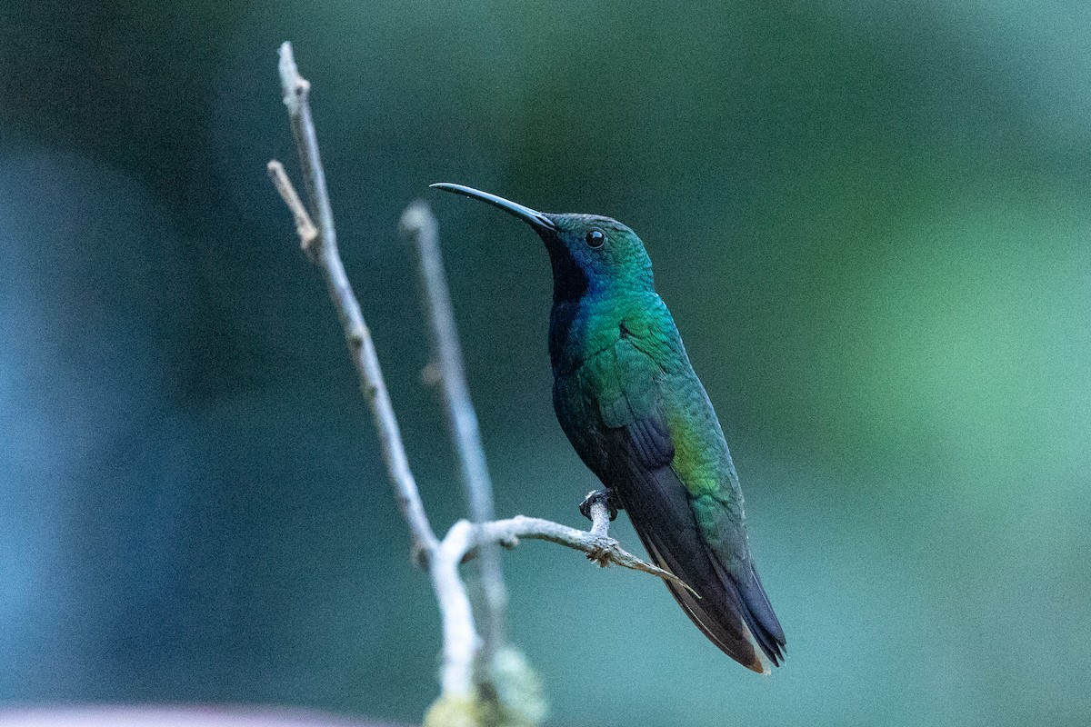 kolibřík tropický - ML599448181