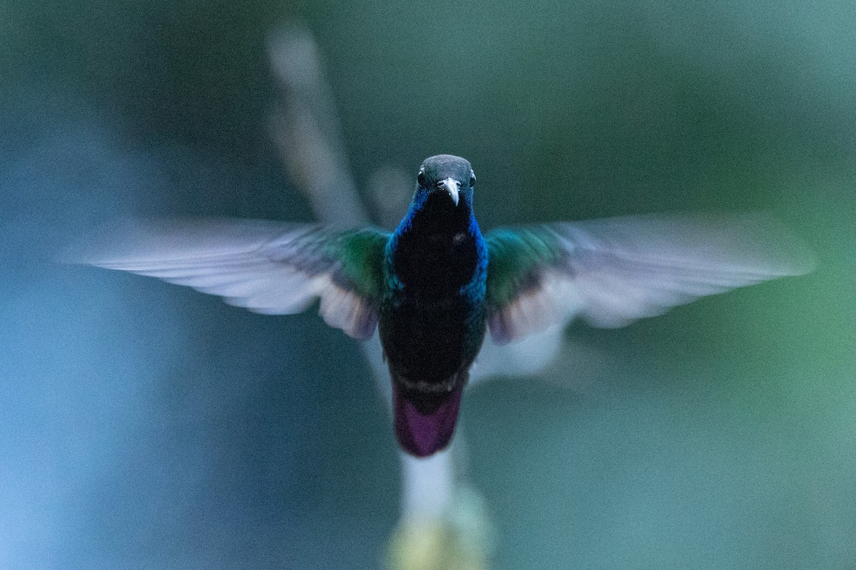 kolibřík tropický - ML599448191