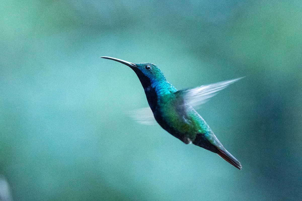 kolibřík tropický - ML599448201