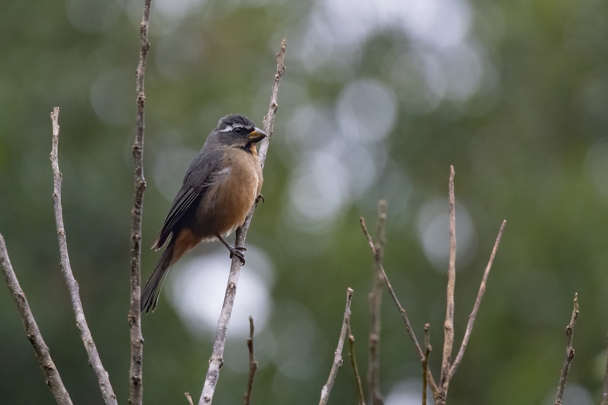 Thick-billed Saltator - ML599450331