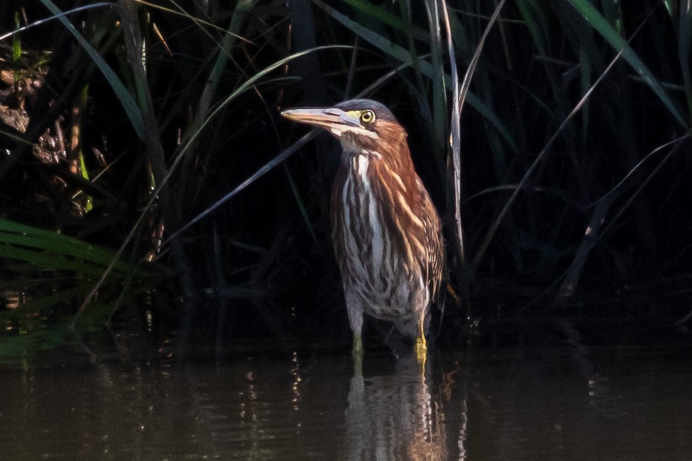Green Heron - ML599450831