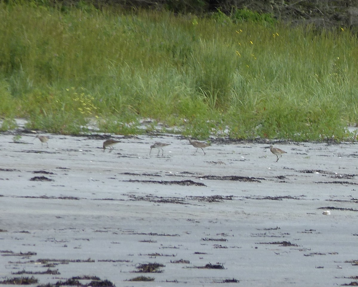 Bar-tailed Godwit - ML599452391