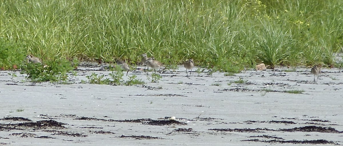 Bar-tailed Godwit - ML599452591