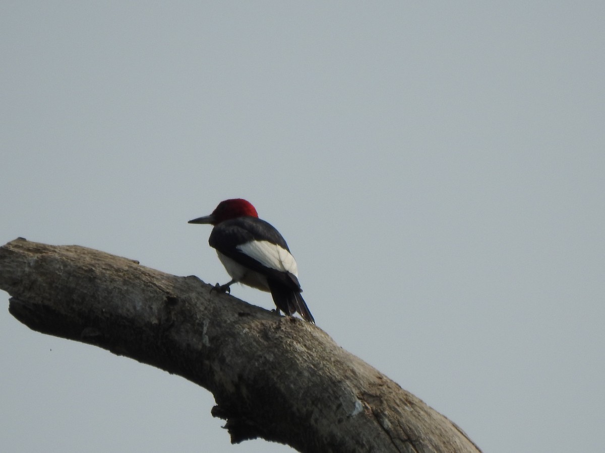 Red-headed Woodpecker - ML599454171