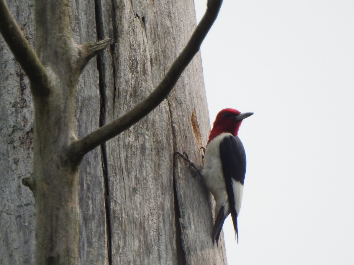 Red-headed Woodpecker - ML599454181