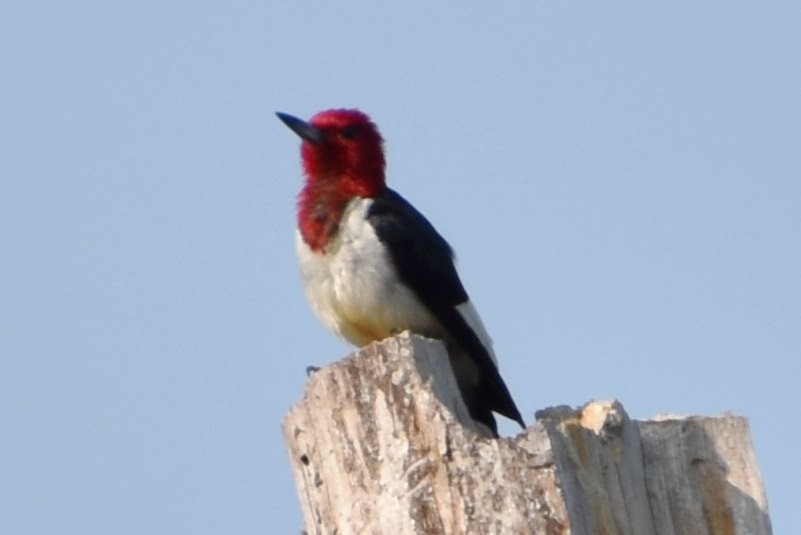 Red-headed Woodpecker - ML599454611