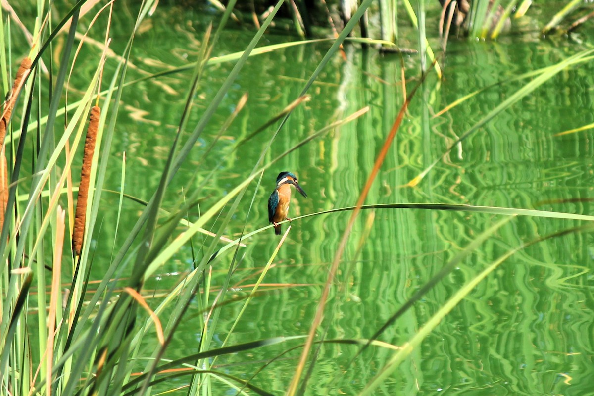 Common Kingfisher - ML599455051