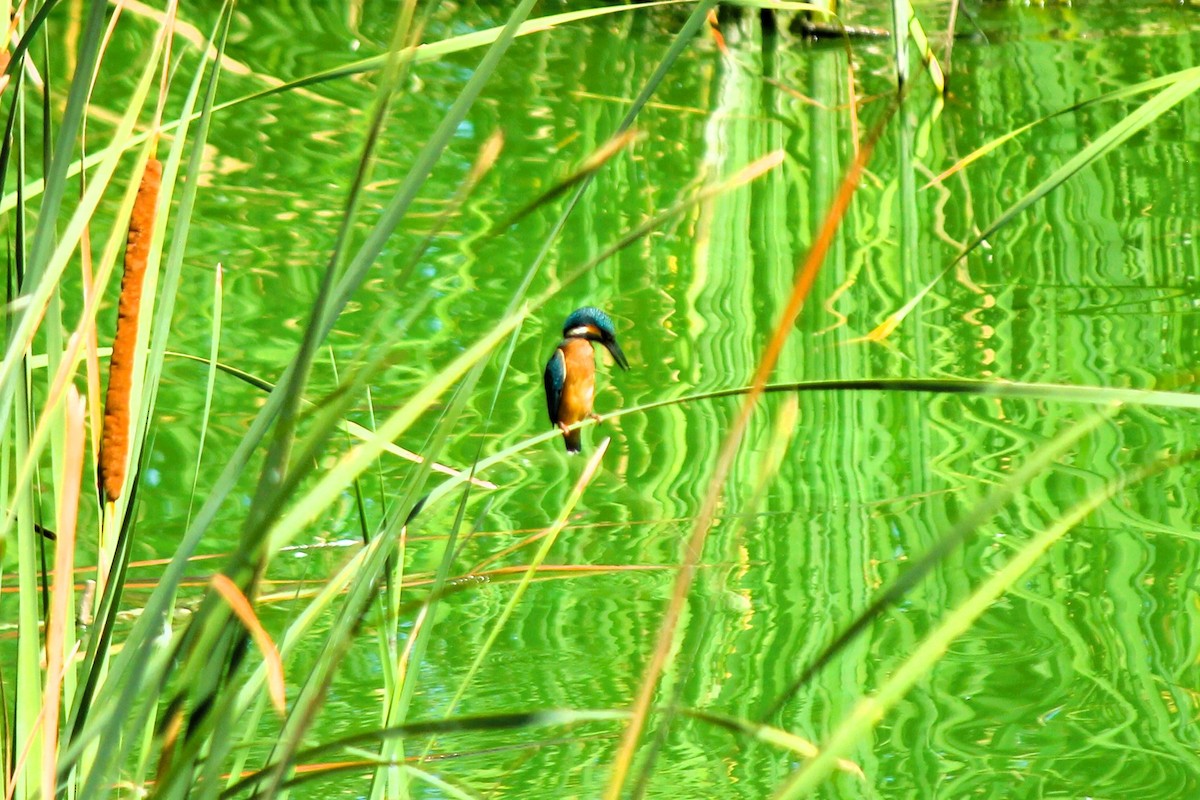 Martin-pêcheur d'Europe - ML599455061