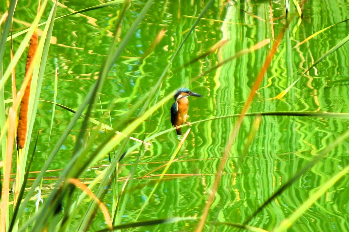 Common Kingfisher - ML599455091