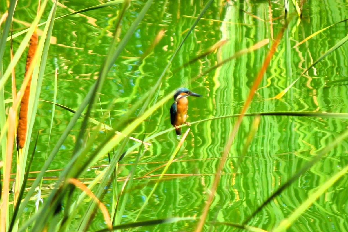 Martin-pêcheur d'Europe - ML599455091