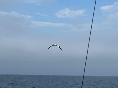 Masked Booby - ML599455381