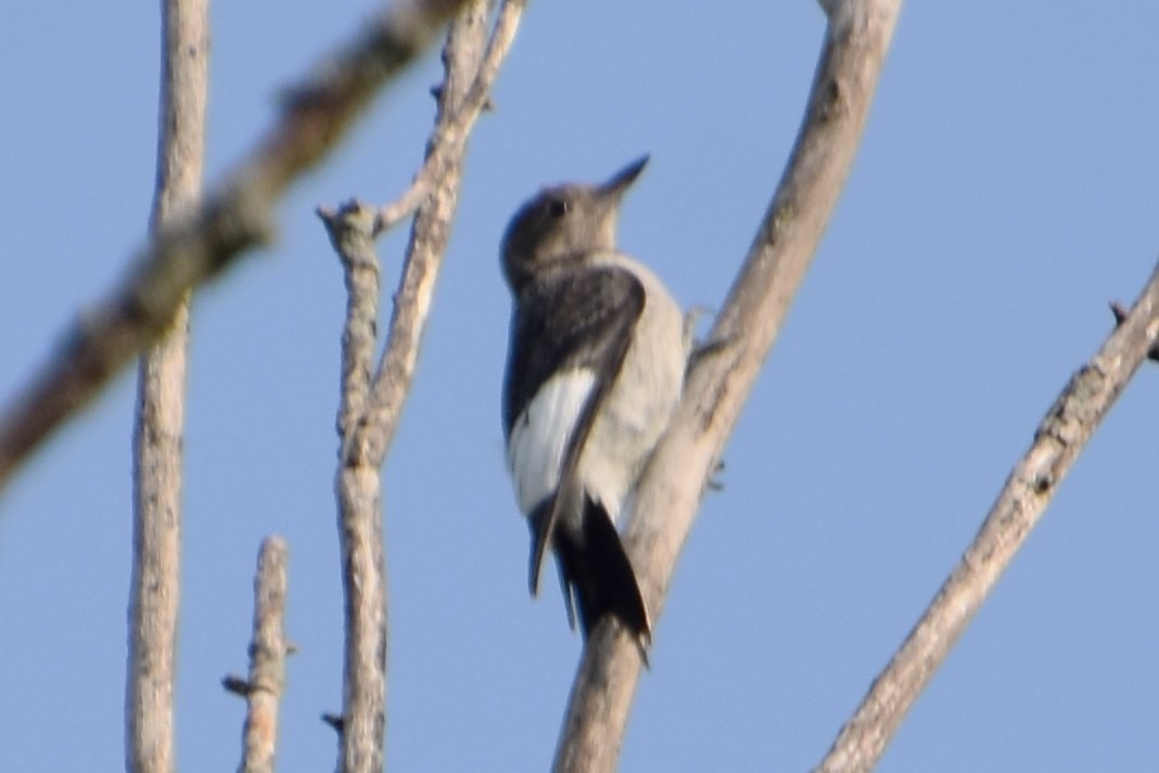 Red-headed Woodpecker - ML599456061