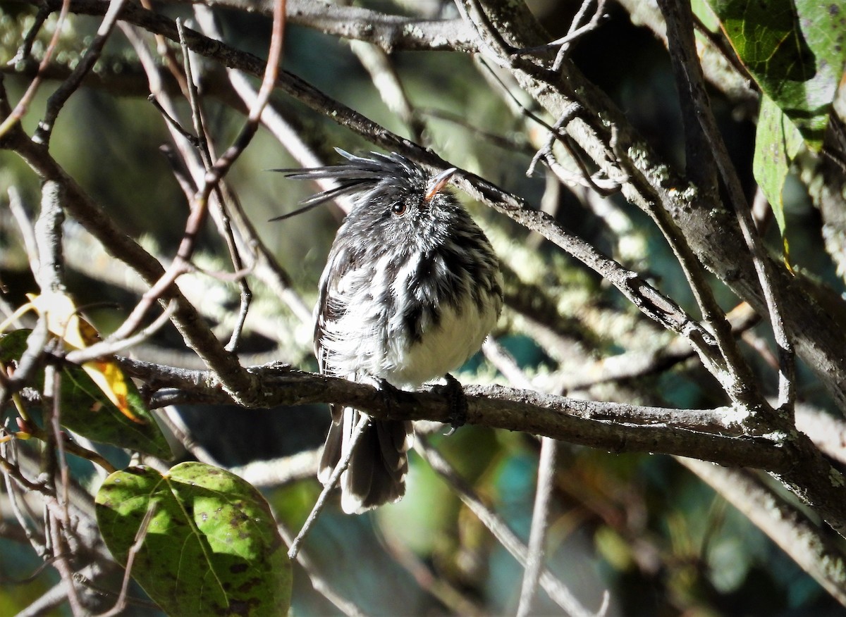 Black-crested Tit-Tyrant - ML599456261