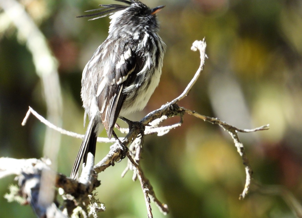 Black-crested Tit-Tyrant - ML599456301