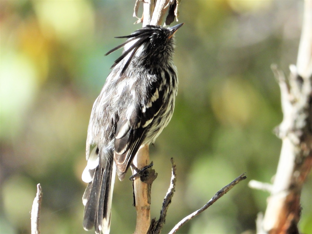 Black-crested Tit-Tyrant - ML599456341