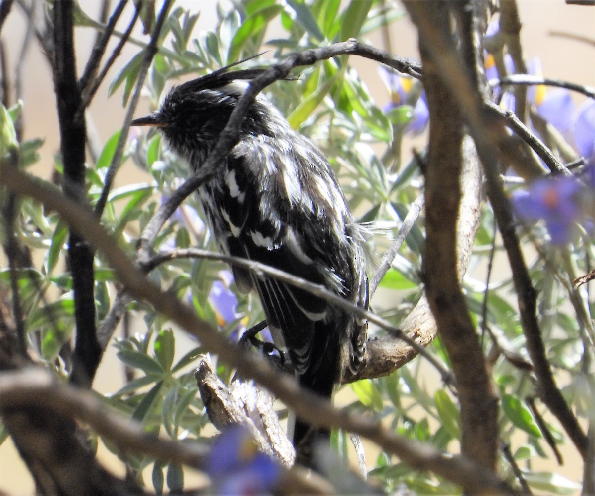 Black-crested Tit-Tyrant - ML599456401