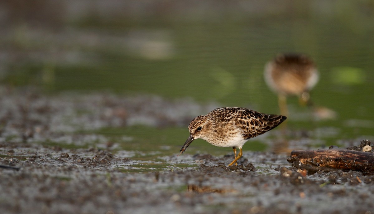 Least Sandpiper - Jay McGowan