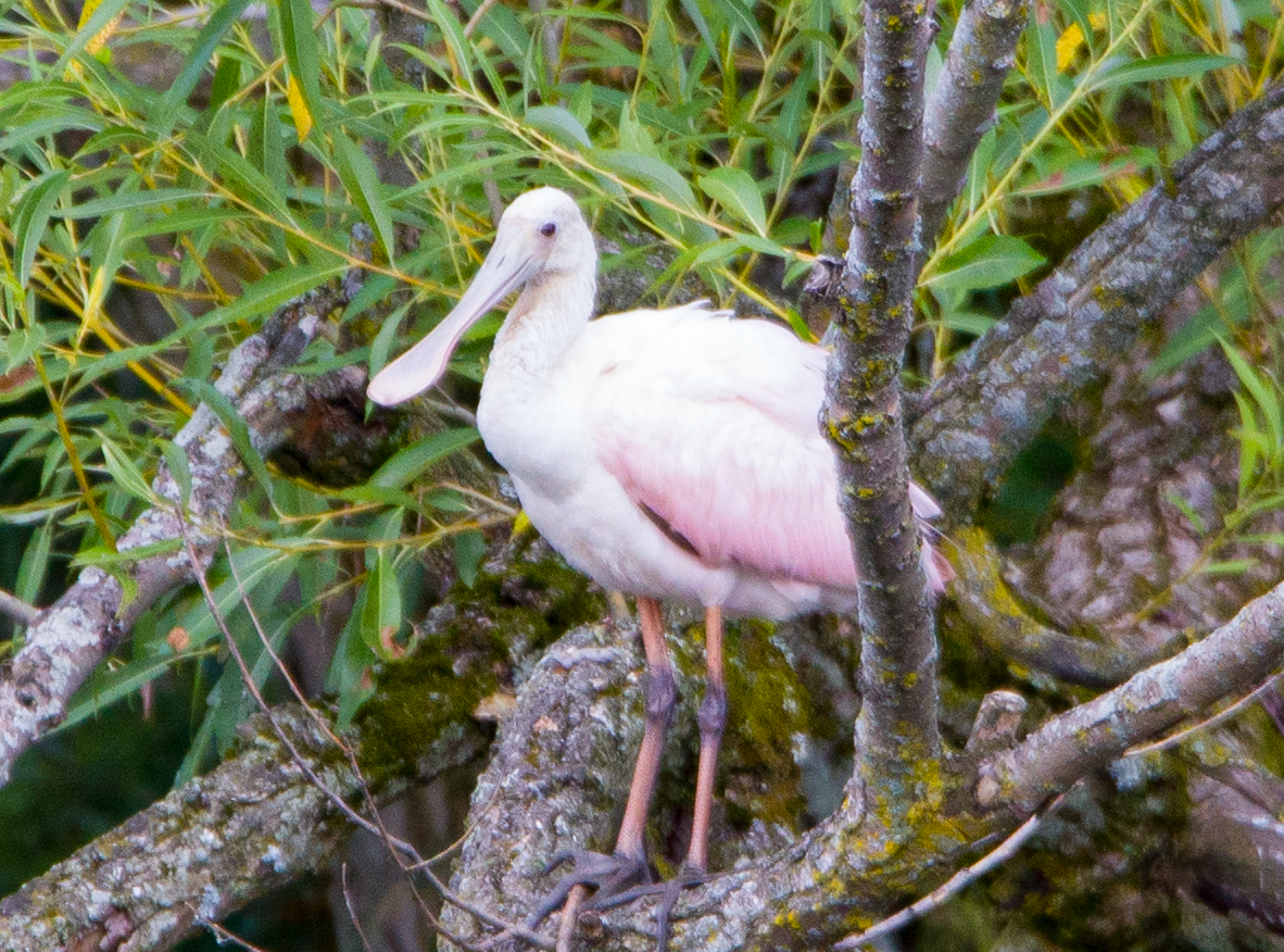Roseate Spoonbill - ML599456611