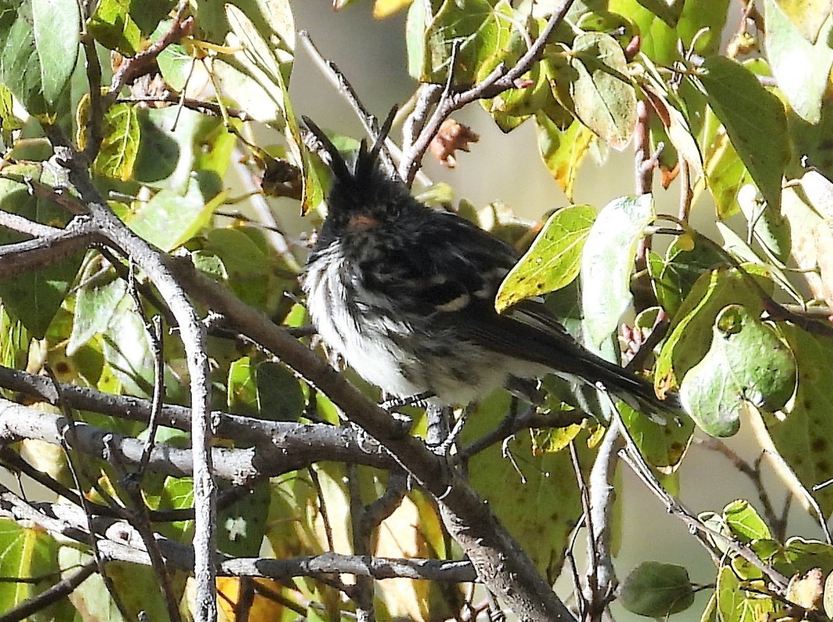 Black-crested Tit-Tyrant - ML599457231