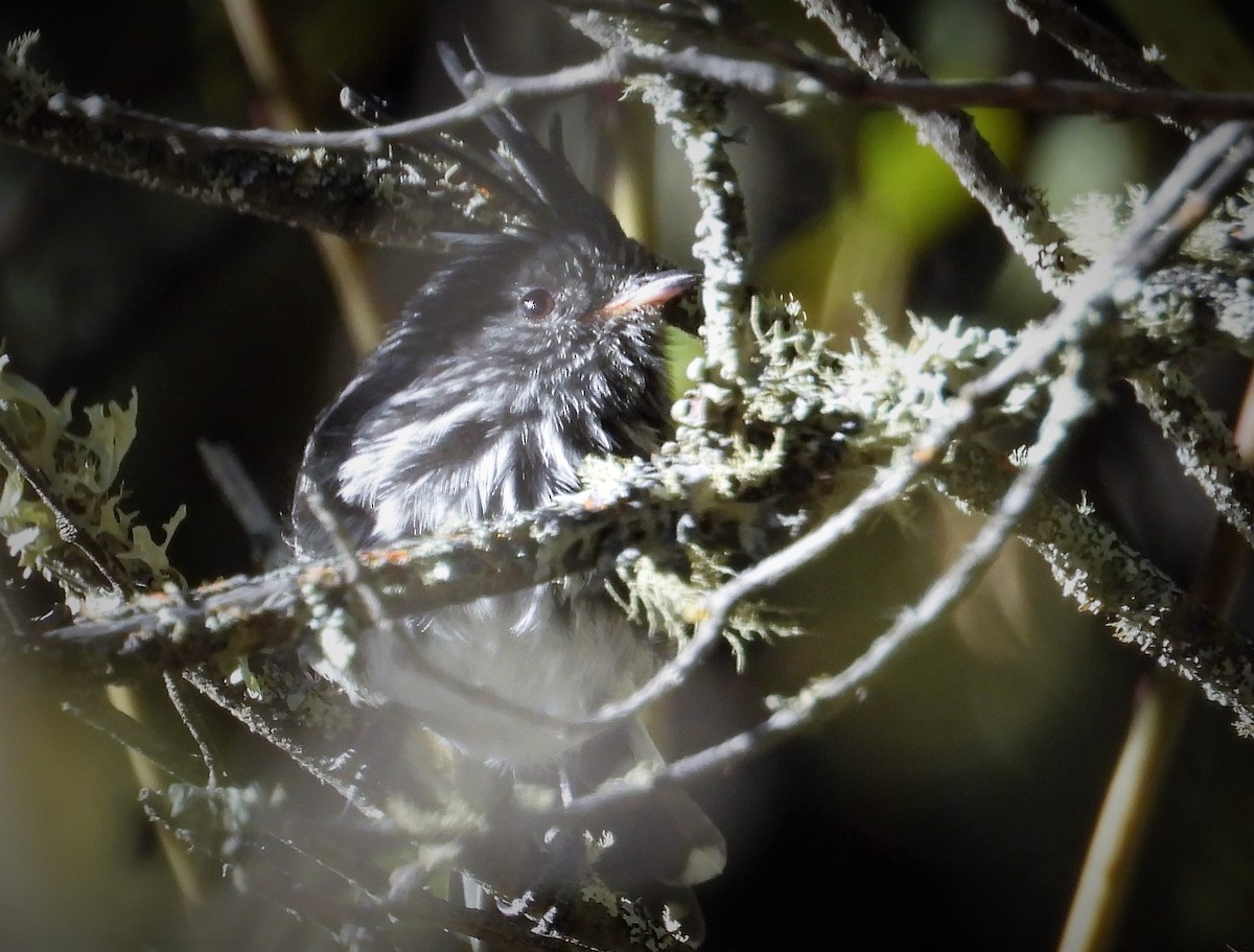 Black-crested Tit-Tyrant - ML599457461