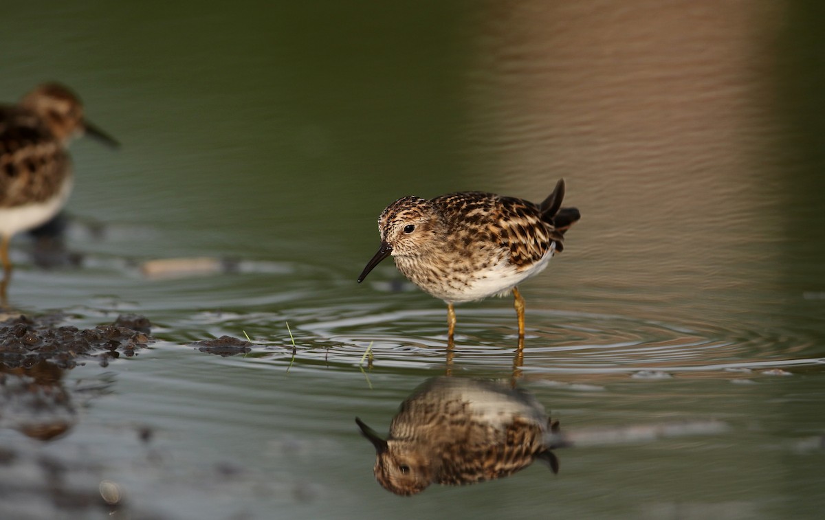 Least Sandpiper - ML59945751