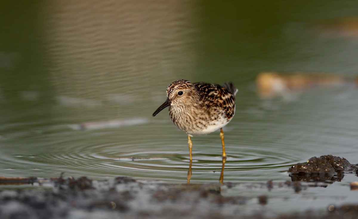 Least Sandpiper - Jay McGowan