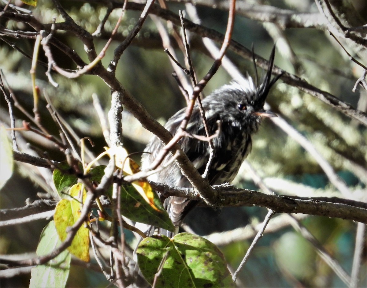 Black-crested Tit-Tyrant - ML599457651