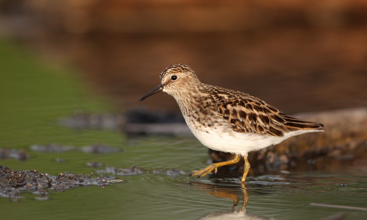 Least Sandpiper - ML59945801