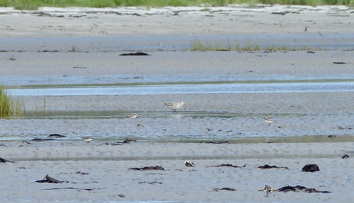 Bar-tailed Godwit - ML599459361