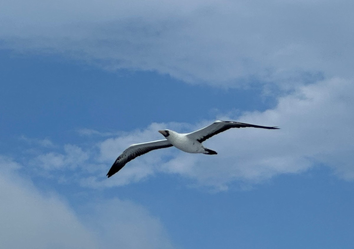 Masked Booby - ML599460071